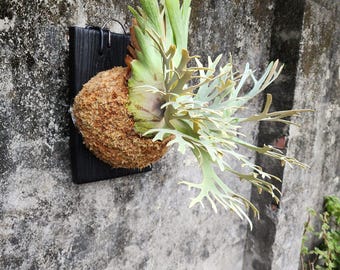 Platycerium Jenny, TC - Etsy
