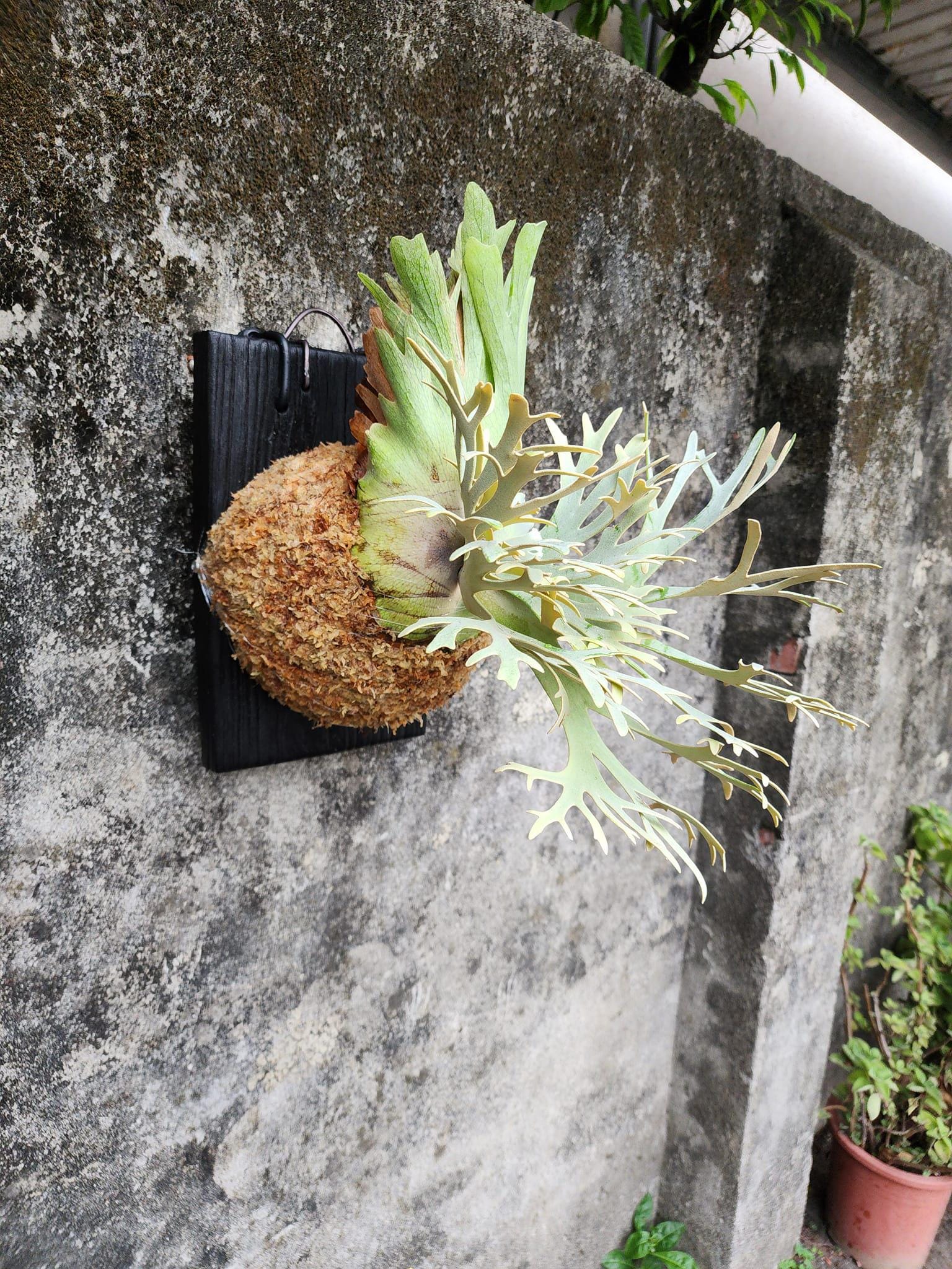 Platycerium Willinckii - Etsy