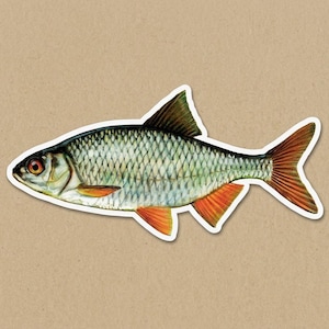 May include: A sticker featuring a detailed illustration of a fish. The fish has a silver body with green and black accents, orange fins, and a red eye. The sticker is outlined in white and set against a tan background.