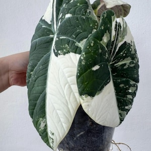 Variegated alocasia maharani - Etsy 日本