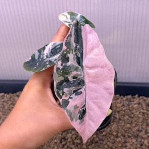 Alocasia chantrieri pink variegated - Etsy 日本