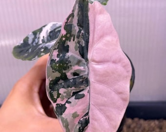 5 アロカシア シャントリエリ ピンク 斑入り 球根 珍しい 屋内 屋外