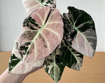 Hoya Bakoensis Albo Variegated Rooted Cutting Active Growing With