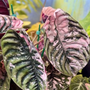 Alocasia Cuprea Pink Variegated - Etsy