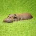 see more listings in the Hippo Garden Ornaments section