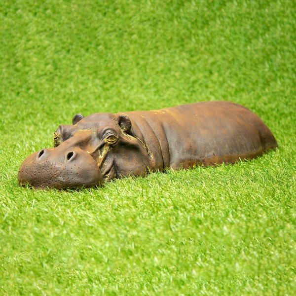 Resin Garden Decor Outdoor Sculpture, Rusty Cast Iron Hippo Ornament, Gardening Gifts for Lawn, Gardener Christmas Present or Gift for Dad