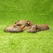 see more listings in the Hippo Garden Ornaments section