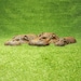 see more listings in the Hippo Garden Ornaments section