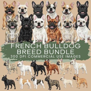 Puede incluir: Una colección de imágenes de Bulldogs Franceses en varios colores y poses. La imagen incluye el texto "FRENCH BULLDOG BREED BUNDLE" y "300 DPI COMMERCIAL USE IMAGES". Los perros son de color marrón, negro, blanco y beige.