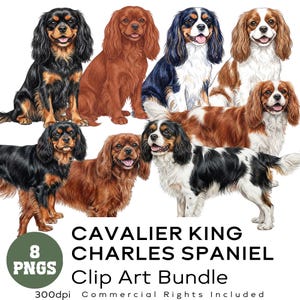 Könnte beinhalten: Eine digitale Clip-Art-Sammlung mit acht Cavalier King Charles Spaniel-Hunden in verschiedenen Posen und Farben. Die Hunde werden in Schwarz und Loh, Rubin, Blenheim und Tricolor gezeigt. Der Text lautet "Cavalier King Charles Spaniel Clip Art Bundle".