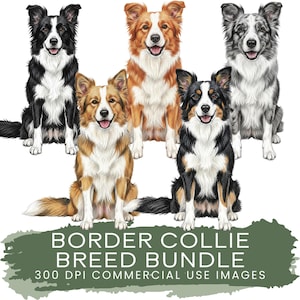Op de afbeelding: Een digitale illustratie van vijf Border Collie honden in verschillende kleuren, waaronder zwart-wit, bruin-wit en grijs. De honden zitten en glimlachen. De tekst onderaan luidt "BORDER COLLIE BREED BUNDLE" en "300 DPI COMMERCIAL USE IMAGES."