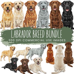 Op de afbeelding: Illustraties van Labrador Retrievers in verschillende kleuren, waaronder geel, crème, rood, grijs, chocolade en zwart. De tekst "LABRADOR BREED BUNDLE" wordt boven de afbeeldingen weergegeven, samen met "300 DPI COMMERCIAL USE IMAGES".