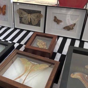 May include: A collection of framed insect specimens, including butterflies and moths, displayed on a black and white striped surface. The frames are various sizes and shapes, with wooden and black frames.