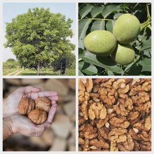 May include: A four-panel image showcasing the walnut tree and its fruit. The top left panel displays a mature walnut tree with green leaves. The top right panel shows green walnuts on a branch. The bottom left panel shows walnuts in a person's hands. The bottom right panel shows shelled walnuts.