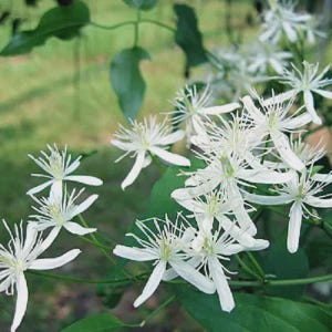 May include: Close-up of white flowers with delicate, spidery petals. The flowers are clustered together on a green vine, with green leaves in the background. The flowers have a star-like shape.