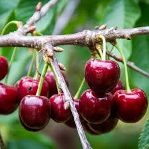 May include: Close-up of a cluster of ripe, dark red cherries hanging from a tree branch. The cherries have green stems and are set against a blurred green background of leaves.