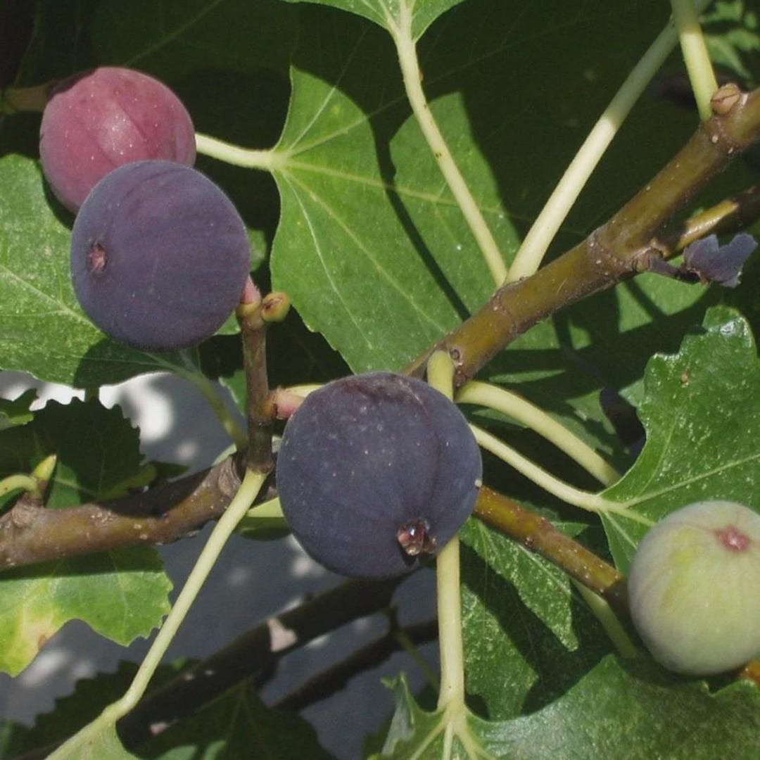 Ficus Magnolia Magnolia Fig 'ficus Carica' Live Starter Plant 4+ Inches - Etsy