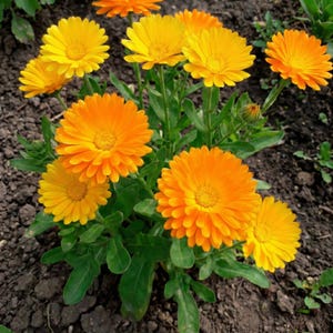 May include: A cluster of vibrant orange and yellow calendula flowers in full bloom. The flowers have multiple layers of petals and a dark center, set against a backdrop of green leaves and dark soil.