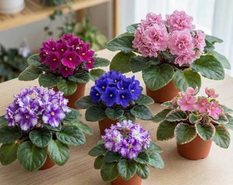 Mixed African Violet Seeds - 100 seeds per Packet