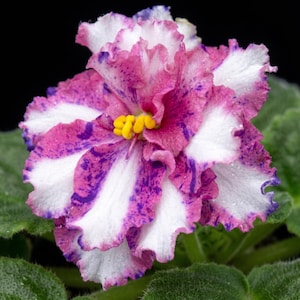 May include: A vibrant African violet flower featuring ruffled petals with a variegated pattern of white, magenta, and deep purple splashes. The centre of the bloom displays bright yellow stamens, surrounded by fuzzy, dark green, rounded leaves.