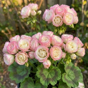 Peut inclure: Gros plan sur une grappe de fleurs de géranium roses et blanches. Les pétales sont rose tendre avec des centres blancs, et les feuilles sont vertes avec des marques vert foncé. Les fleurs sont en pleine floraison.