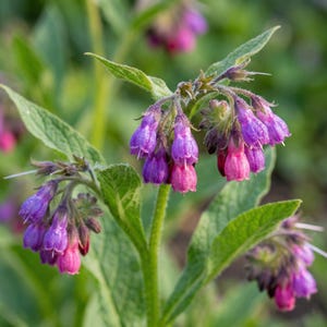 Puede incluir: Primer plano de flores de consuelda, mostrando vibrantes flores moradas y rosas en forma de campana. Las flores están agrupadas, con hojas verdes en el fondo. La imagen resalta la belleza natural de la planta.