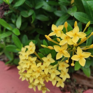 Könnte beinhalten: Nahaufnahme von gelben Ixora-Blüten in voller Blüte. Die Blüten haben vier Blütenblätter und sind in einem lebendigen Arrangement angeordnet. Der Hintergrund zeigt grüne Blätter und eine rote Oberfläche.