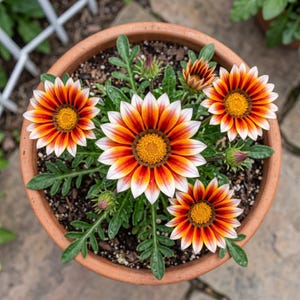 May include: A top-down view of a terracotta pot filled with soil and vibrant Gazania flowers. The flowers have orange and white petals with yellow centers. Green leaves surround the flowers, and unopened buds are also visible.