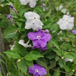 Könnte beinhalten: Nahaufnahme einer blühenden Pflanze mit weißen und lila Blüten. Die Blüten haben fünf Blütenblätter und eine gelbe Mitte. Die Pflanze hat grüne Blätter und ist scharf gestellt. Der Hintergrund ist unscharf.