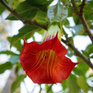 Rote Engelstrompete 20 Samen Seltene Exotische Brugmansia