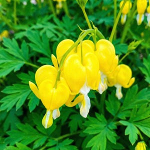 Pode incluir: Close-up de flores de coração sangrento amarelo brilhante com pontas brancas, penduradas em caules verdes. As flores são cercadas por folhagem verde exuberante, criando uma cena vibrante e natural. As flores em forma de coração contrastam com as folhas verdes.