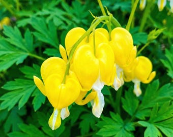 Sällsynt kanariefågelgul blödande hjärta 20 frön | Exotisk klättrande skuggranka | Unik trädgårdsklätter