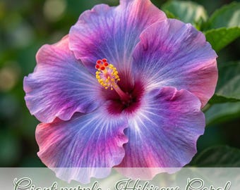 巨大な紫色のハイビスカス 20粒 | 大胆な熱帯の多年草 | 受粉者に