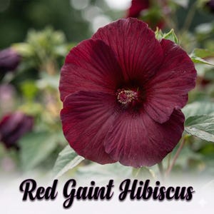 Peut inclure: Gros plan sur une fleur d'hibiscus rouge vif en pleine floraison. La fleur a une texture veloutée avec des veines proéminentes et un centre détaillé. Le texte "Red Giant Hibiscus" est inclus en bas.