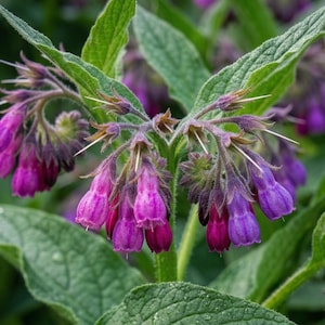 Certified Organic True Comfrey Seeds, Purple Bell Blooms