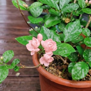 White Jasmine 12 Seeds for Aromatic Gardens