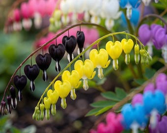 Mixed Colors Tränendes Herz Blumensamen (100 Samen) - Regenbogen Mix für einen Märchengarten