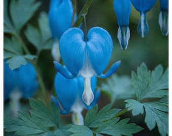 Corazón Azul Sangrante (10 Semillas) - Flor exótica y rara de sombra - Plantación de Jardín Única