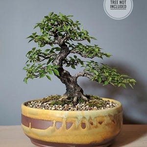 May include: A bonsai tree in a yellow and brown ceramic pot. The tree has green leaves and a textured brown trunk. The pot is filled with small pebbles and moss. The text "TREE NOT INCLUDED" is in a circle in the background.