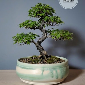 May include: A bonsai tree with bright green foliage and a textured, dark trunk. The tree is planted in a pale green and white ceramic pot. The pot contains small pebbles and moss. The image includes the text "TREE NOT INCLUDED".
