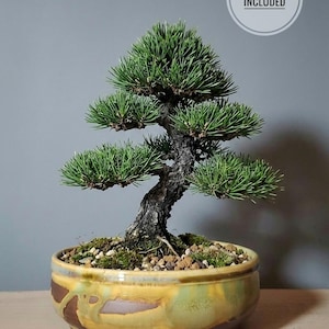 May include: A bonsai tree with vibrant green needles and a textured, dark trunk. The tree is planted in a round, glazed ceramic pot with brown and yellow tones. The text "TREE NOT INCLUDED" is in a white circle.