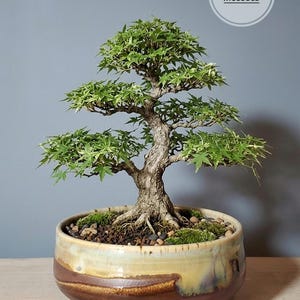May include: A bonsai tree with green leaves and a textured trunk sits in a round, glazed ceramic pot. The pot has a brown and tan color scheme. The image includes a circular text overlay that reads "TREE NOT INCLUDED".