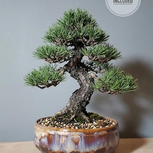May include: A bonsai tree in a glazed ceramic pot. The tree has green needles and a textured, brown trunk. The pot is a mix of brown, purple, and cream colors. The text "TREE NOT INCLUDED" is in a white circle.