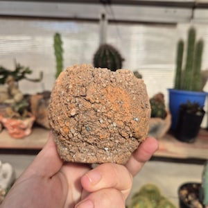 May include: A small, round, terracotta-coloured pot with a rough, speckled surface. The pot is held in a hand, with various cacti and succulents visible in the background, suggesting a gardening or plant-related theme.