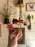 Real Orchid Hairpin – Handmade Botanical Hair Accessory product logo