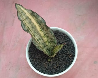 lebensbaum thuja smaragd kaufen Lebensbaum 'Smaragd' | kaufen main image 1