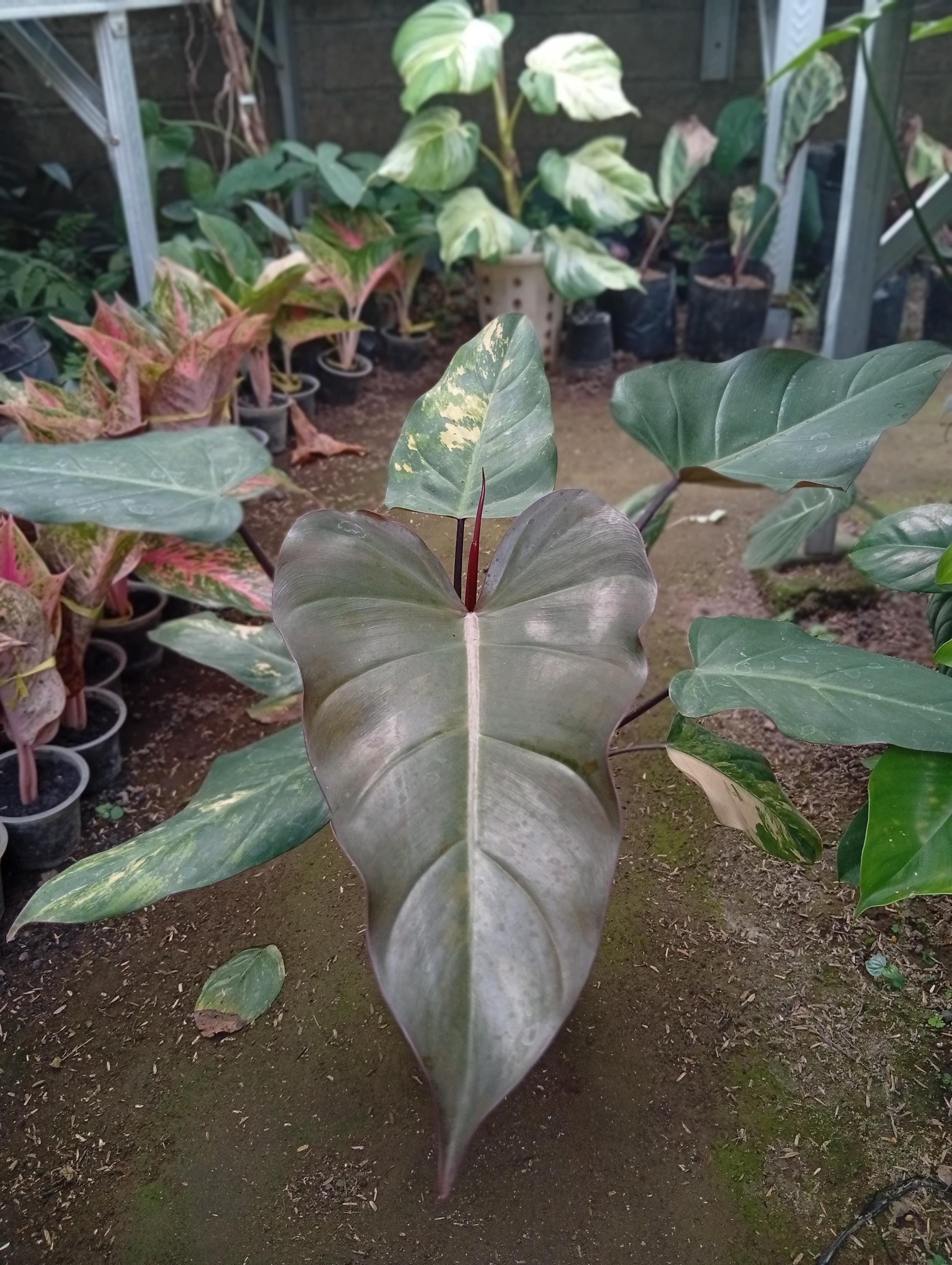 Real Picture Philodendron Dark Lord Variegated 8 Leaves Medium Size - Etsy