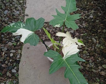 Echtes Bild Philodendron Golden Dragon 5 Blätter