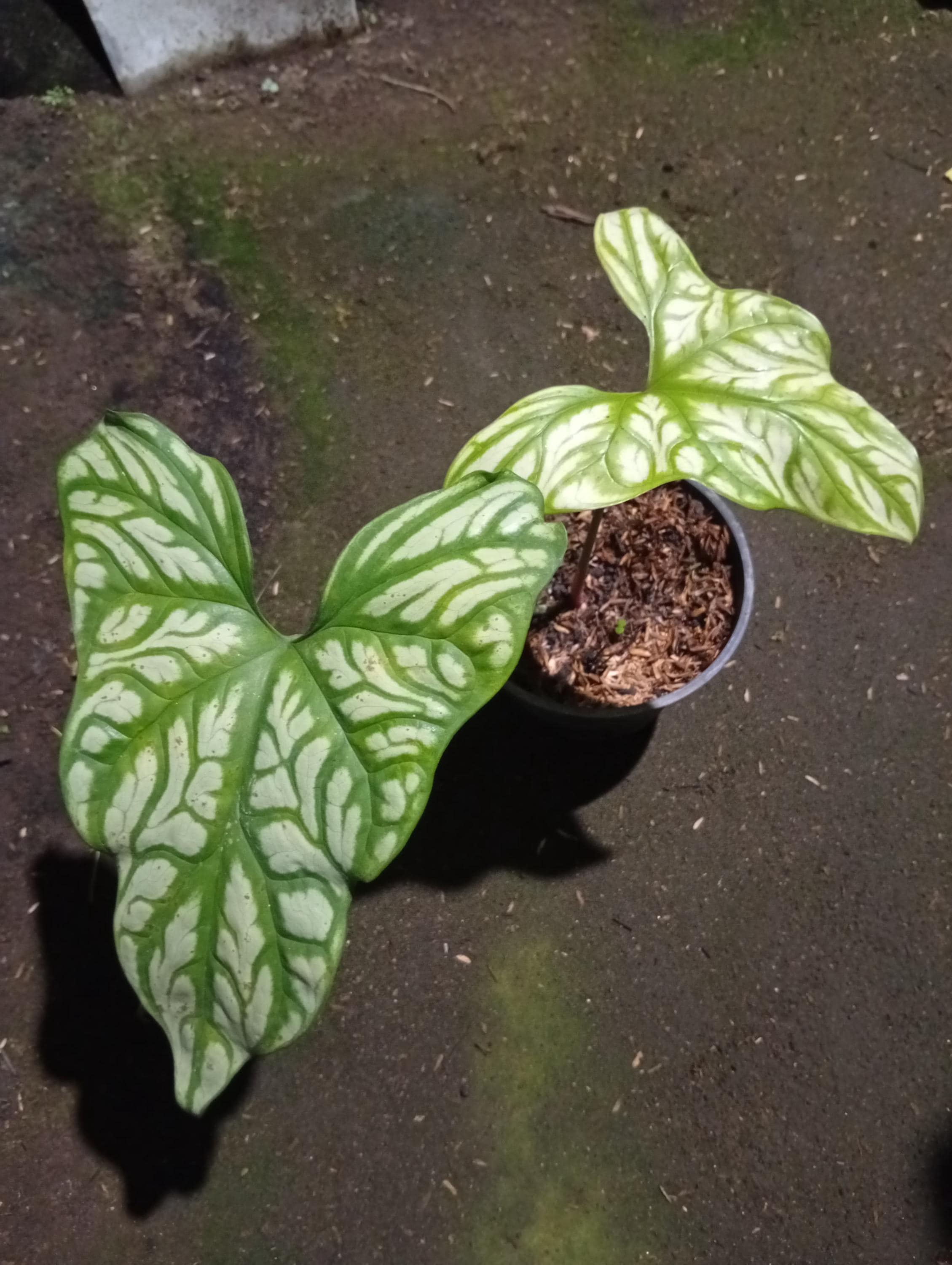 Cercestis mirabilis - Etsy 日本