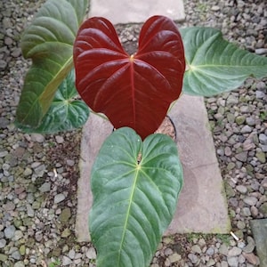 Anthurium Chamberlainii - Etsy